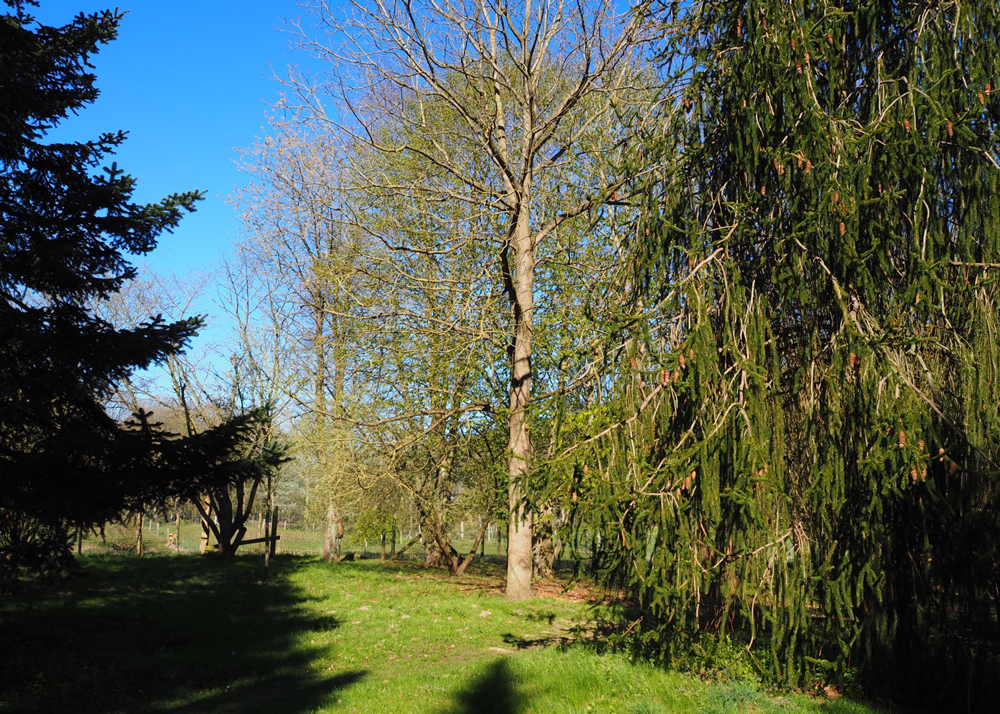 Arboretum am Wildpark Malente