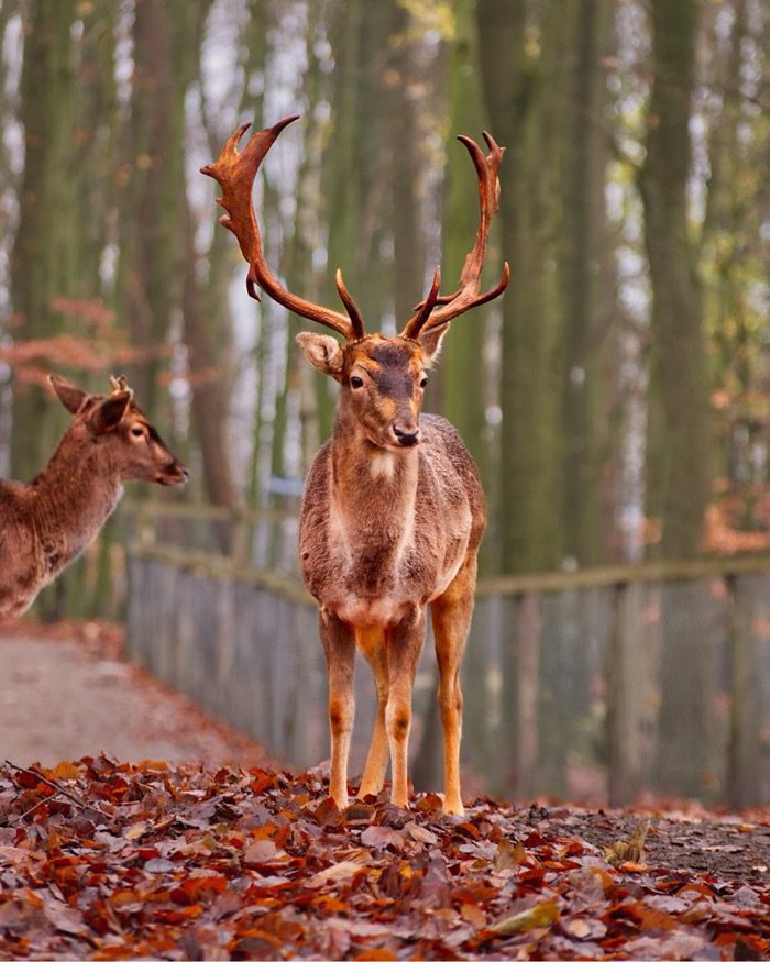 Hände füttern ein Wildtier im Wildpark Malente