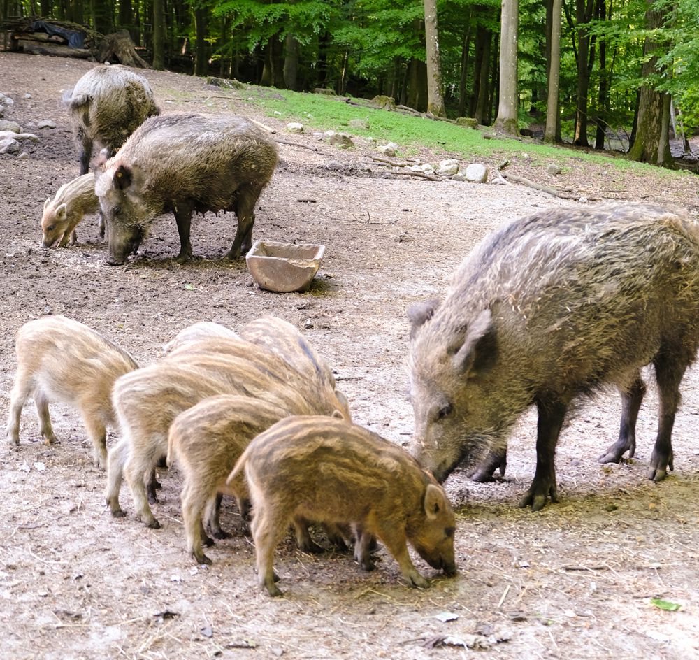 Wildpark Malente