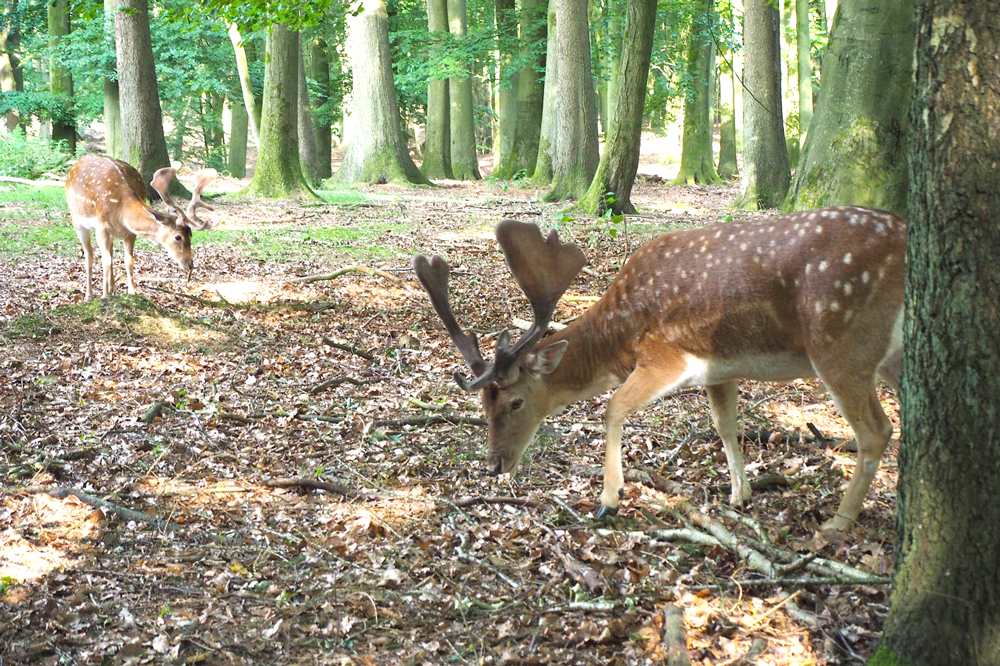 Damwild mit Tupfenkleid im Wildpark Malente